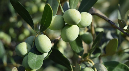 Notre savoir-faire dans l'huile d'olive